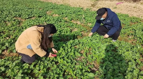三聯(lián)三送三落實 春季農(nóng)作物病蟲害防治措施看這里