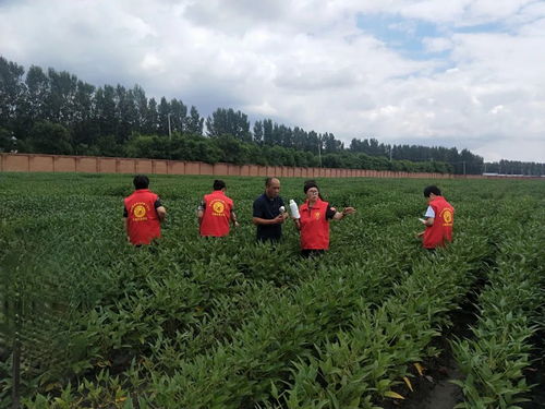 農(nóng)技專家來支招 科學防控病蟲害，高效補救水淹田