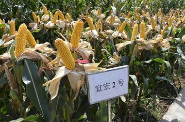 曲靖農(nóng)業(yè)局依托農(nóng)業(yè)信息網(wǎng)高效推進病蟲害防治活動