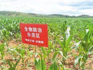昆明啟動(dòng)病蟲害防治條例宣傳月 科技引領(lǐng)打響“蟲口奪糧”攻堅(jiān)戰(zhàn)