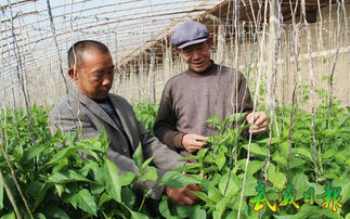 涼州區農技人員深入田間，科技助力病蟲害防治