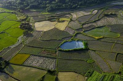 東至縣香隅鎮 農業技術“兩強”進田間，病蟲害防治促增收