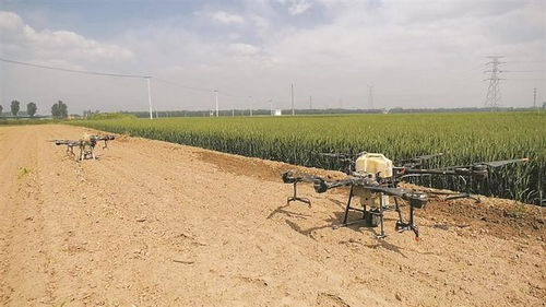 科技賦能農業 文水無人機亮相田間，精準助力小麥病蟲害防治