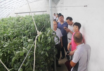 科技助農顯擔當——省蔬菜創新團隊巨野扶貧側記