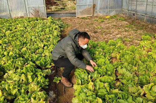 抓緊采收,春節期間 不打烊 ,崇明全力保障蔬菜生產供應