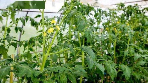 農技助力春耕 西紅柿病蟲害防治與農業健康守護行動